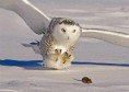 /album/birds/sova-jpg/